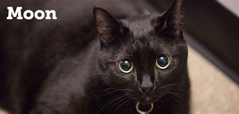 National black cat day aims to eliminate the stigma by celebrating black cats for the cute, loveable, furry friends they are. Celebrate Black Cat Appreciation Day on August 17! | ASPCA