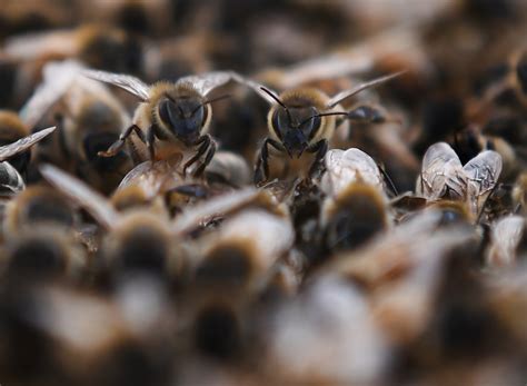 On A Dc Rooftop A Scientist And His Students Look To Solve Bee