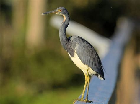 10 Types Of Herons Found In Indiana Nature Blog Network