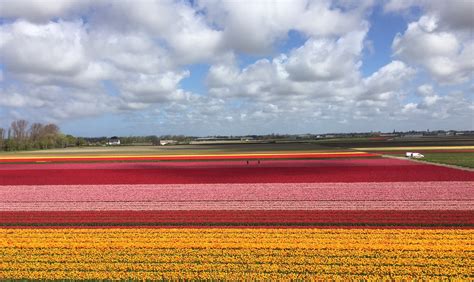 Keukenhof Flower Fields Tour Best Flower Site