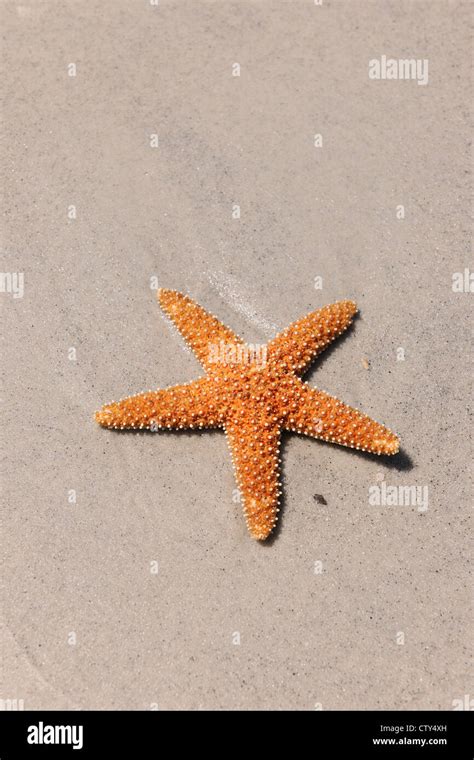 Starfish On Sandy Beach During Sunny Day Stock Photo Alamy