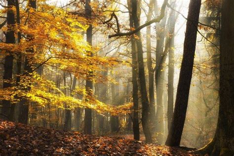Landscape Nature Sunlight Fall Leaves Forest Mist Yellow Trees