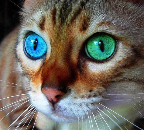 Catz Eyes Gorgeous Cats Beautiful Cats Pretty Cats
