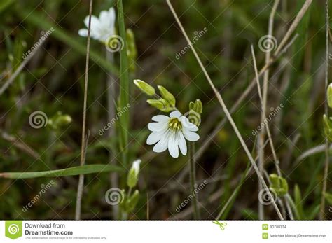 Beautiful White Wild Flowers Or Chickweed Flowers In The Wood Close Up