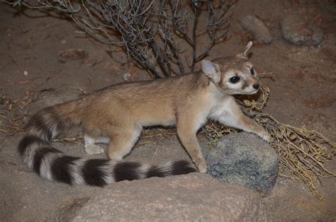 Ringtails are distributed statewide, but uncommon in lower rio grande and coastal plains of southern texas. Ring Tailed Cat (Bassariscus astutus) | This was taken in ...