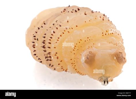 Human Botfly Dermatobia Hominis Third Instar Larva Belize Stock