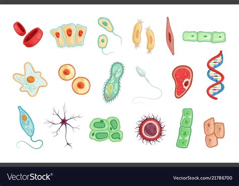 Anatomy Human Cells Set Detailed Royalty Free Vector Image