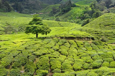 Grabbing an amazing package deal to cameron highlands is a breeze with travelocity. (2020) 15D14N Malaysia Tour (Kuala Lumpur City, Cameron ...