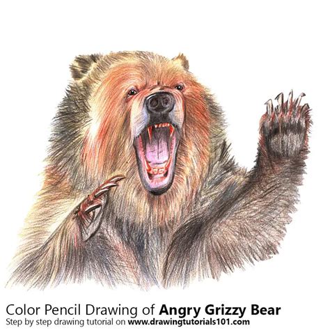 Angry Grizzly Bear Colored Pencils Drawing Angry Grizzly Bear With