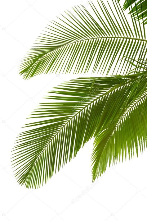 Bladeren Van Palmboom Stockfoto Khuang