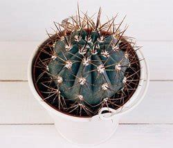 Having no leaves also slows transpiration of water from the plant enabling it to survive better in an arid environment. Can A Plant Survive Without Leaves? - BackGarden.org