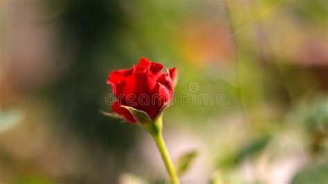 Garden Red Rose Flower Stock Photo Image Of Petal Natural 131126226