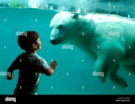 Polar Bear And Boy In Zoo Stock Photo Alamy