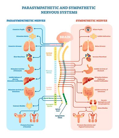 A diagram of the human nervous. Human Nervous System Medical Vector Illustration Diagram ...