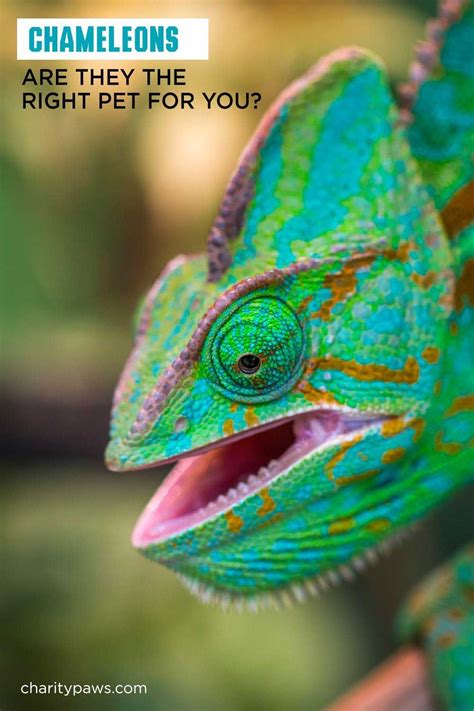 When selecting a pet chameleon, it is best to find a captive bred one. Wondering If A Chameleon Is A Good Pet? It Depends On You ...