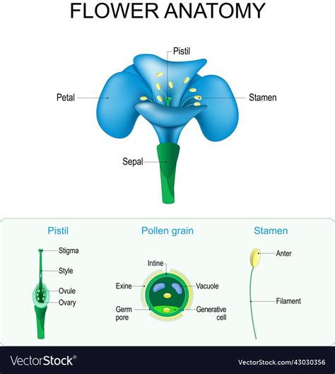 Flower Anatomy Structure Of Pistil Stamen Vector Image