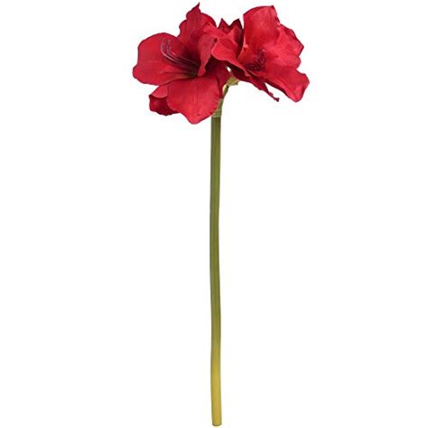 Check spelling or type a new query. Single Flower: Amazon.com