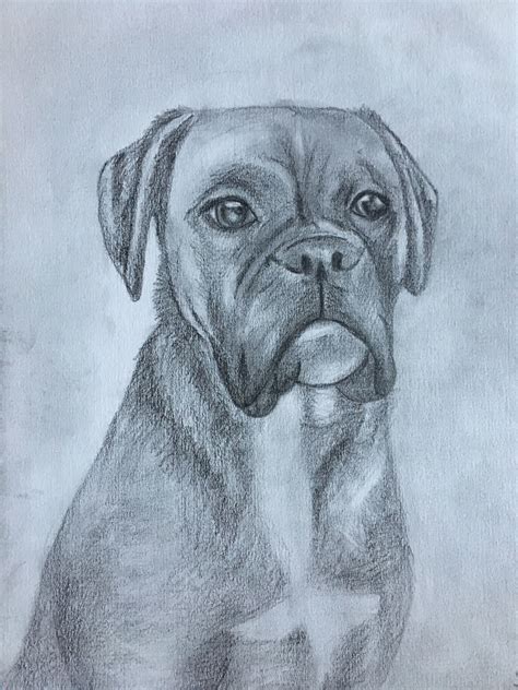 Pencil Drawing Boxer Dog Boxer Dogs Art Dog Drawing Cool Art Drawings