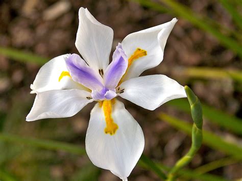 25 White African Iris Fortnight Lily Dietes Iridioides Vegeta Etsy