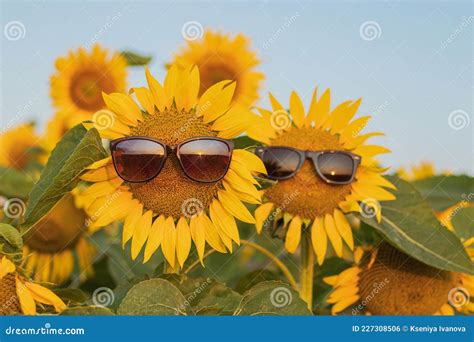 Sunflower Wearing Sunglasses In A Sunflower Field At Sunrice Summer
