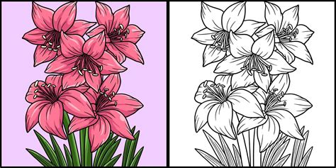 Amaryllis Flower Coloring Colored Illustration 8822471 Vector Art At