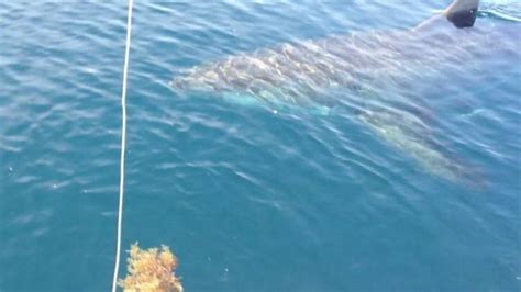 Several Great White Sharks Tracked Off Carolina Coast Wsoc Tv