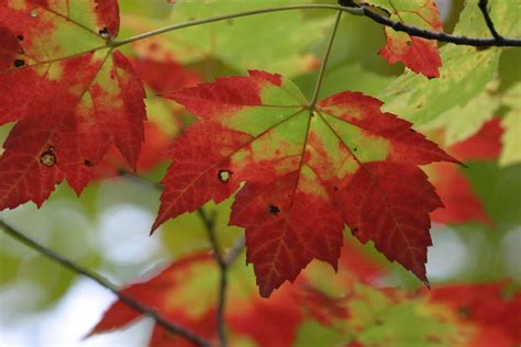 Leaves Sugar Maple Tree Turn Red Great Parks Of Hamilton County Blog