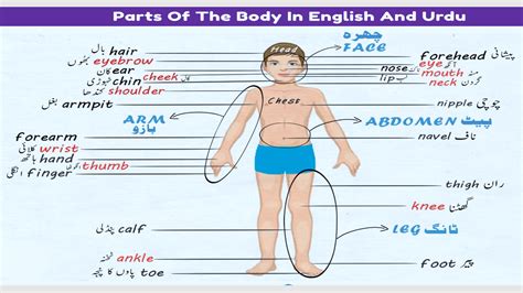 Parts Of Body Names In Urdu And Hindi With Pdf My Xxx Hot Girl