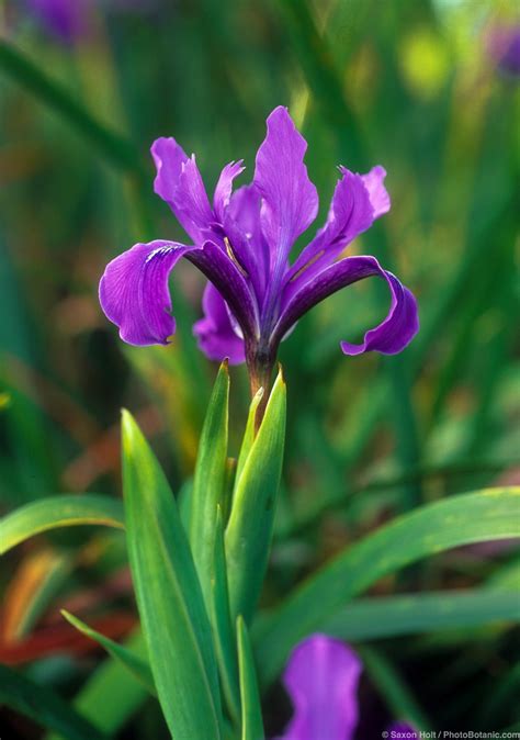 Iris prefer well draining soil and to be planted shallowly. Irises | Summer-Dry | Celebrate Plants in Summer-Dry Gardens