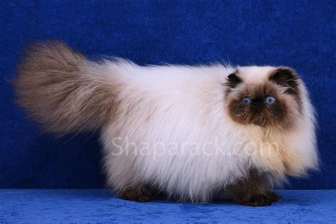 Shaparack Angelica Exotic Longhair Cattery Shaparack