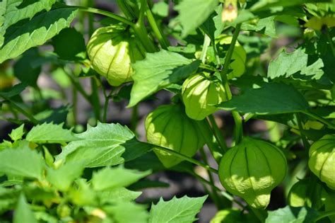 Tomatillos, sometimes called husk tomatoes, are a staple in mexican cuisine. Tomatillos can be started indoors in a house ...