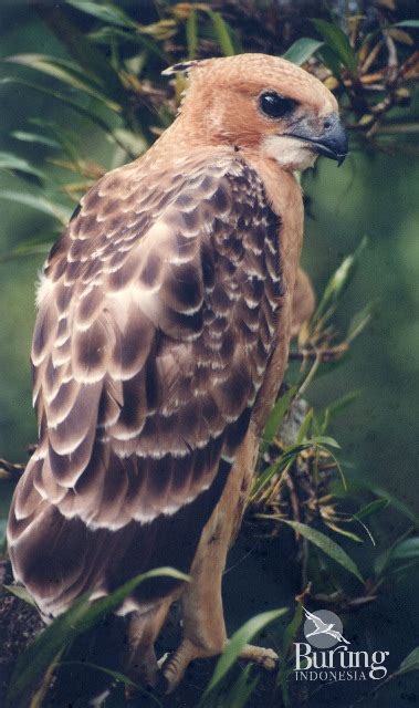 Burung garuda dalam mitologi kuno adalah raja para burung. Elang Jawa, Inilah Sosok Asli Sang Garuda - Mongabay.co.id