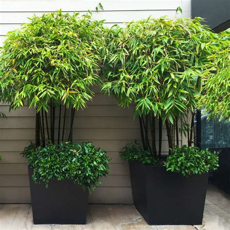 Black Bamboo Plants For Sale