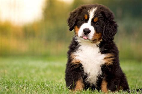 Are Bernese Mountain Dog Puppies Lazy