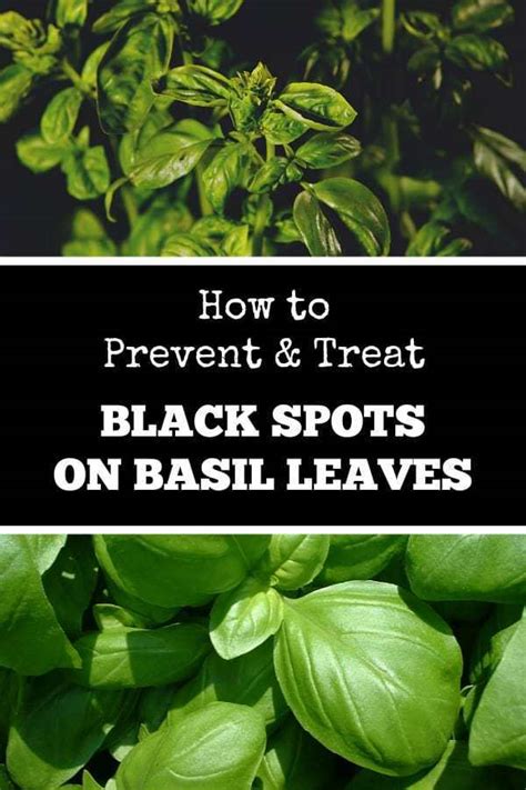 Check spelling or type a new query. Solving Black Spots on Basil Leaves - Gardening Channel