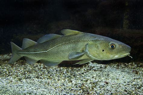 Die dorsche (gadidae) sind eine knochenfischfamilie aus der ordnung der dorschartigen (gadiformes). dorsch - FISCH & FANG