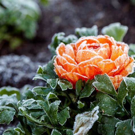 12 Best Winter Flowers Plants That Bloom In The Winter