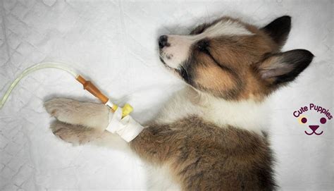 Maybe you would like to learn more about one of these? Canine Distemper: Everything You Need to Know - Cute ...