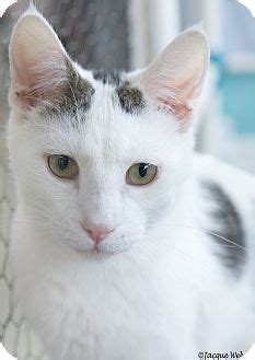 Pet adoption league pet adoption league pet adoption league. St Louis, MO - Domestic Shorthair. Meet Backes, a cat for ...