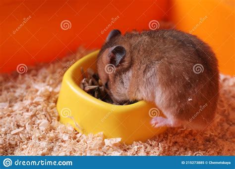 Cute Little Fluffy Hamster Eating In Cage Stock Image Image Of Cute
