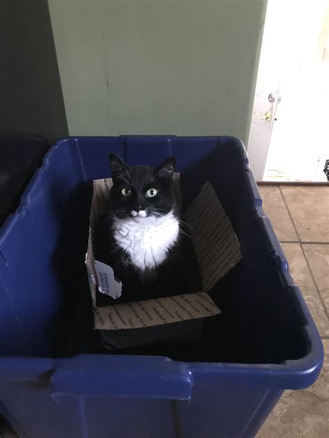 Double Win Box Within A Box Tuxedocats
