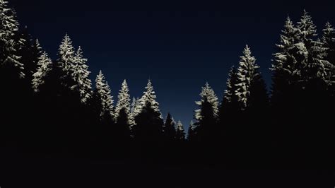 Night Sky With Tree Silhouette