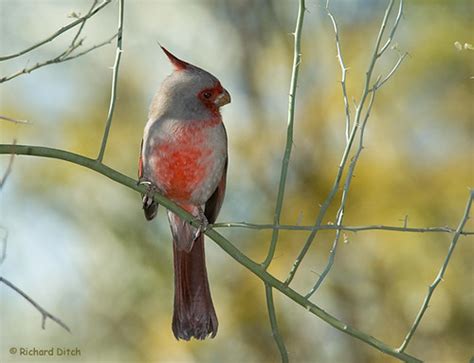Mystery Bird Pyrrhuloxia Cardinalis Sinuatus Scienceblogs