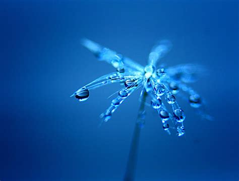 Macro Photography Of Drops Of Water On Flower Hd Wallpaper Wallpaper