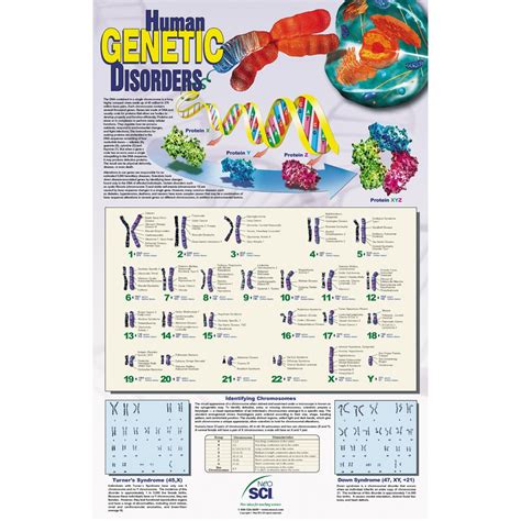 Human Genetic Disorders Chart Carolina Biological Supply