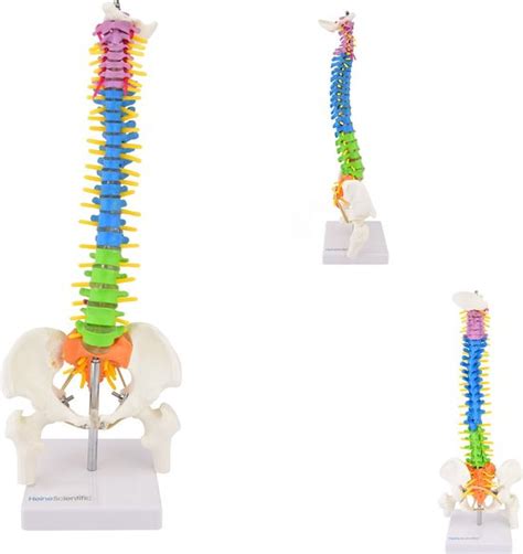 Het Menselijk Lichaam Anatomie Model Wervelkolom Didactisch 40 Cm