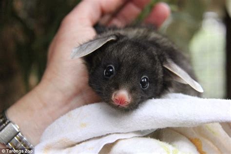 First Pictures Of Taronga Zoos Newest Baby Yellow Bellied Glider