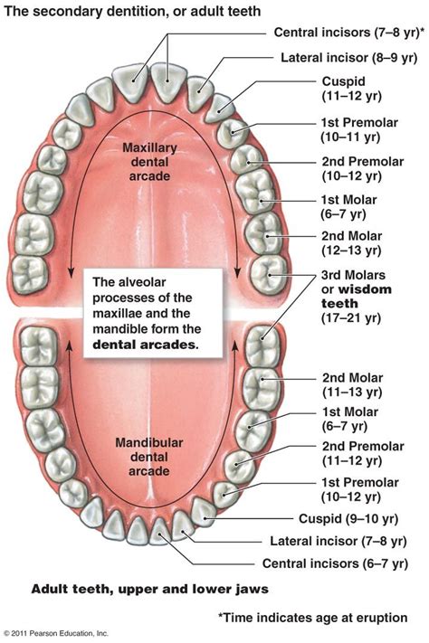 A Labeled Diagram Of The Teeth