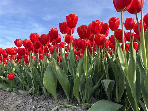 Tulips Tulip Holland Free Photo On Pixabay Pixabay