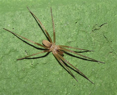 Grey Spider Long Front Legs